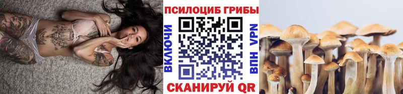закладки  Волчанск  площадка наркотические препараты  Псилоцибиновые грибы Psilocybine cubensis 